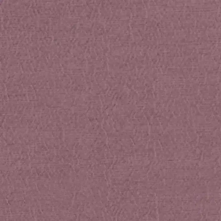 Anshu - Orchid