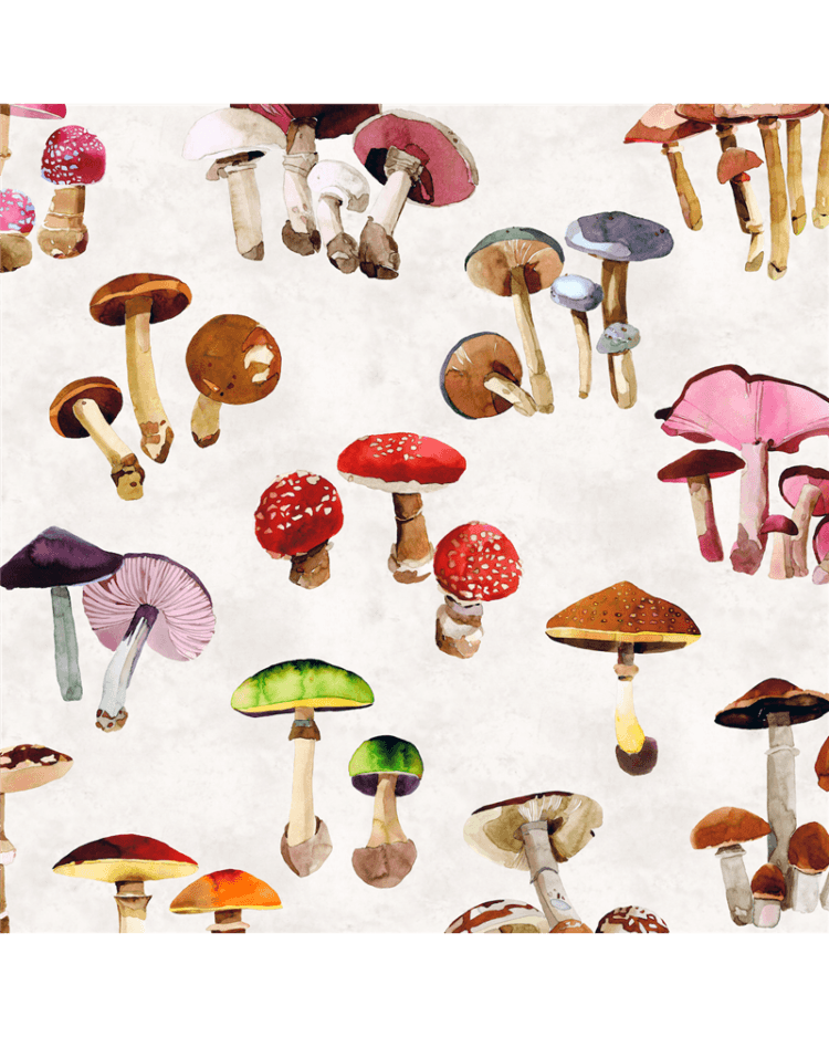 Mushroom - Funghi